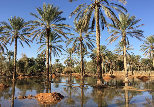 Ksar Ghilane 2 Jours – Oasis du Désert & Villages Troglodytes | Excursion Aventure