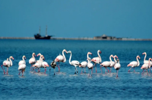 Arrivée aux îles des flamants roses