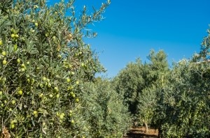 Accueil et introduction – Découverte de Djerba MIZĀN