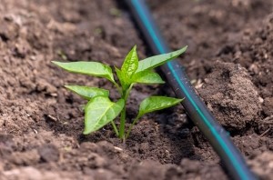Parcours découverte des systèmes d’irrigation